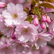 8ft Mature Flagpole Cherry Blossom Tree l Multi-Stem Prunus Amanogawa | Grown in 40L Airpot